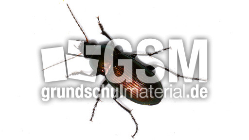 Glatthalsiger Buntgrabläufer_4.jpg